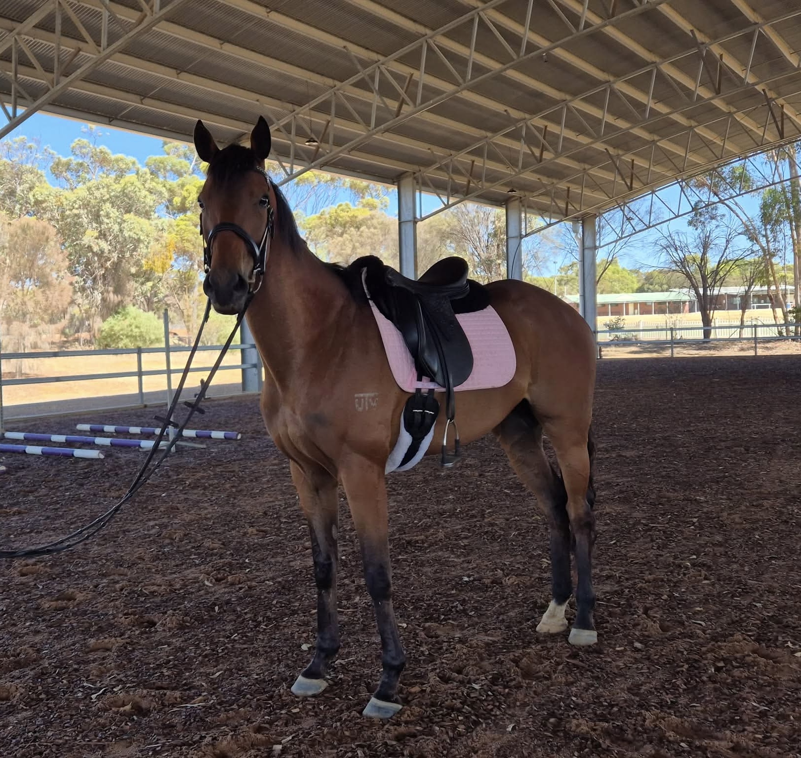 Spencer Park Equestrian
